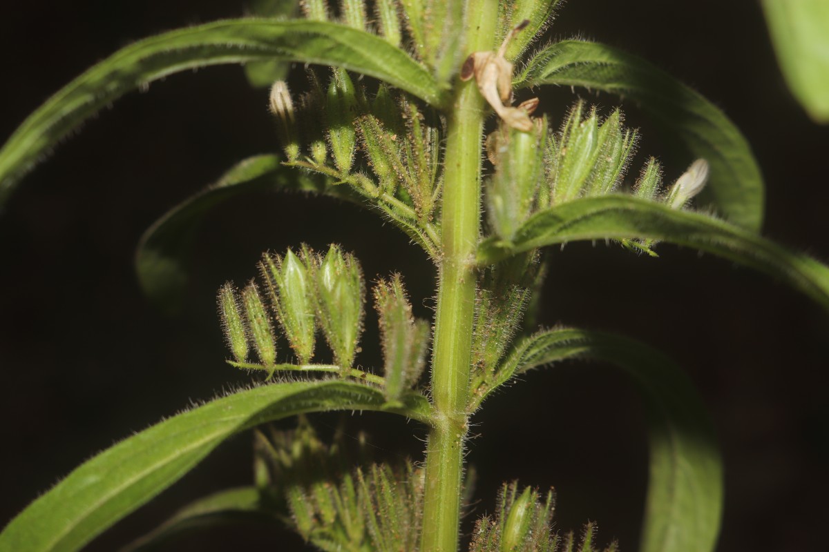 Andrographis echioides (L.) Nees